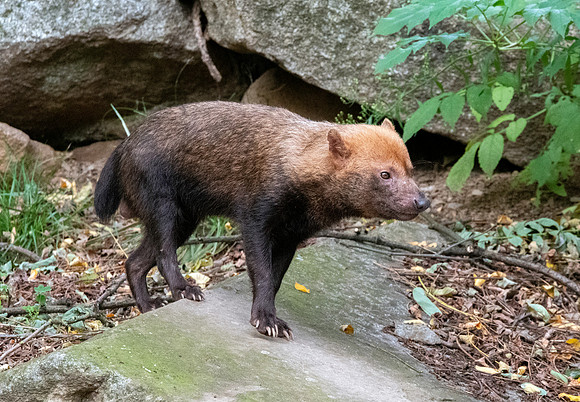 Bush dog