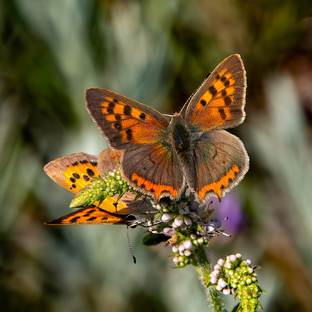 Small copper