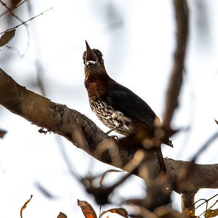Maroon oriole
