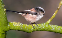 Long tailed tit