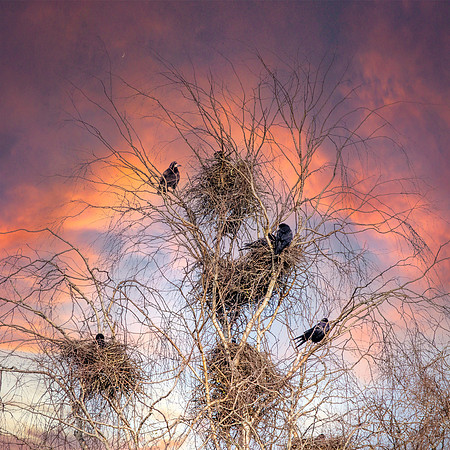 Rookery