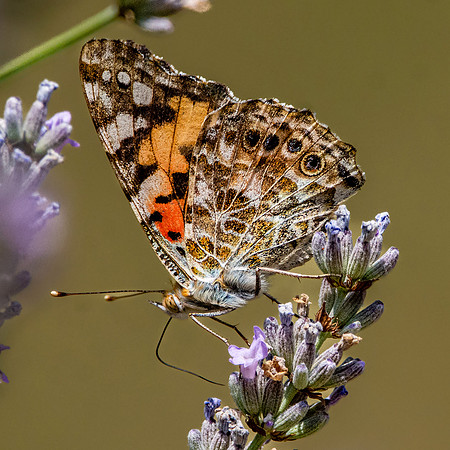 Painted lady