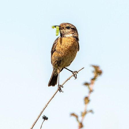 Stonechat, female