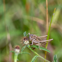Tuberous grey bush cricket