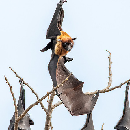 Indian Flying Fox