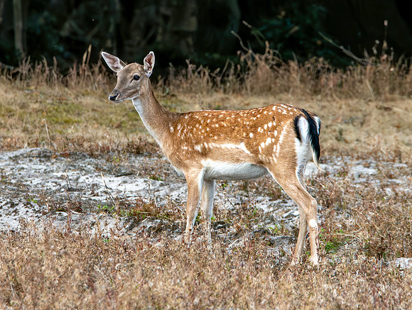 Fallow deer