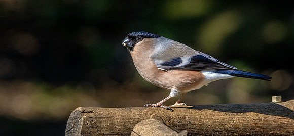 Bullfinch, female