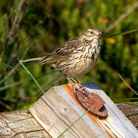Meadow pipit