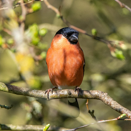 Bullfinch