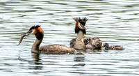 Great crested grebe