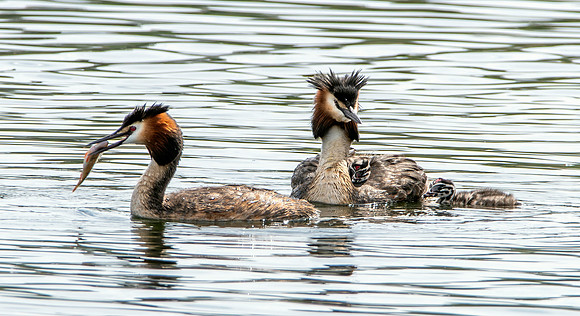 Great crested grebe