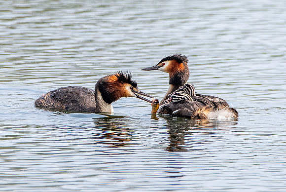 Great crested grebe