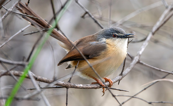 Ashy prinia