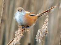 Bearded tit / bearded reedling