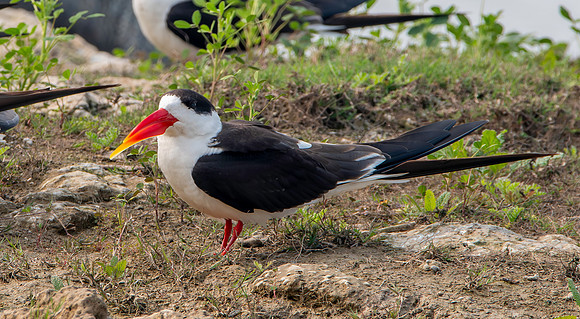 Indian skimmer