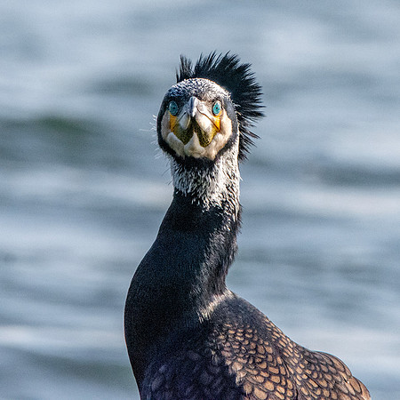 Great cormorant