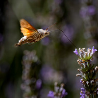 Hummingbird Hawk moth