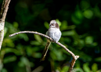Long tailed tit, juvenile