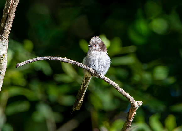Long tailed tit, juvenile