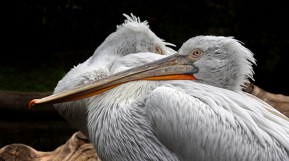 Dalmation pelican