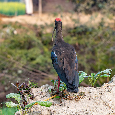 Red naped ibis