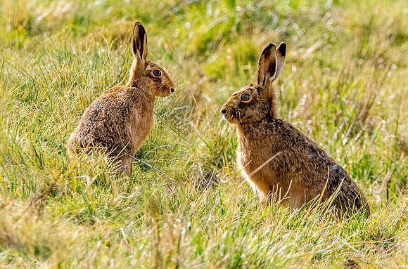 Brown hare