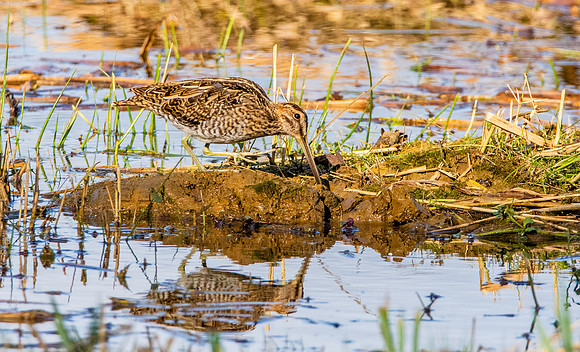 Common snipe