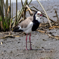 Long toed lapwing