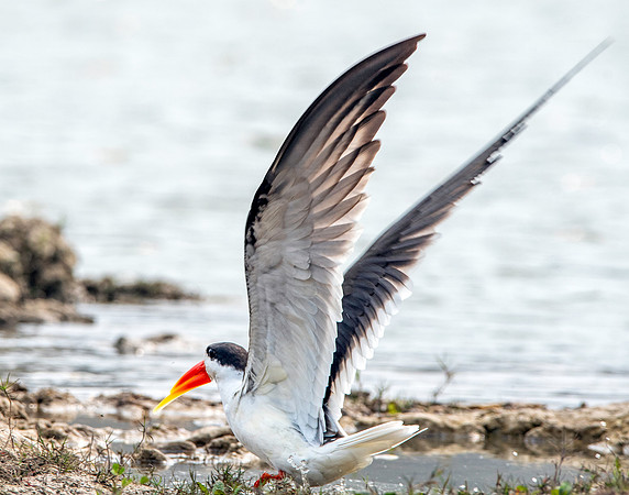 Indian skimmer