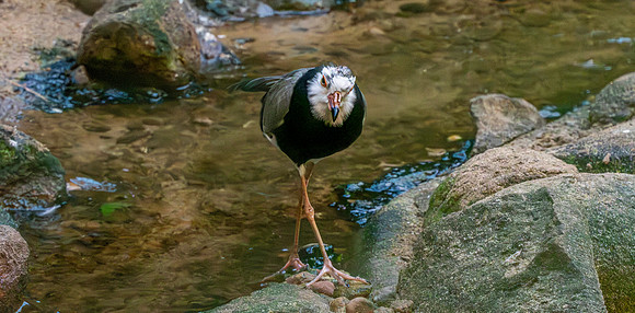 Long toed lapwing