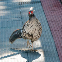 Kalij pheasant, male