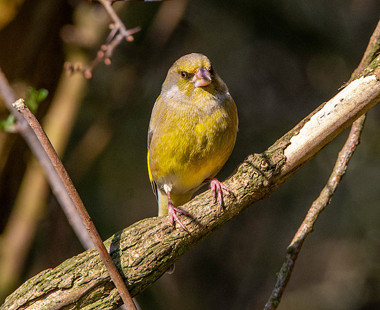 Greenfinch