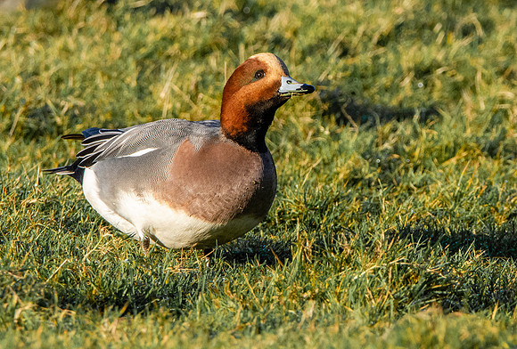 Eurasian wigeon