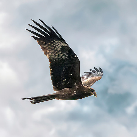 Black kite (Eastern – black eared)
