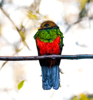 Golden headed quetzal, male