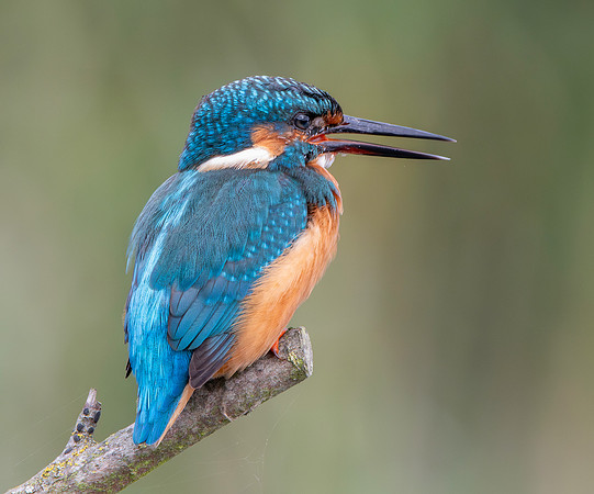 Common kingfisher, female