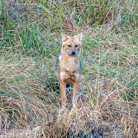 Indian jackal