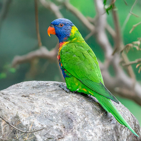 Rainbow / Swainson's lorikeet