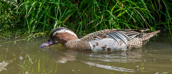 Garganey duck, male