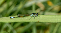Blue-tailed damselfly
