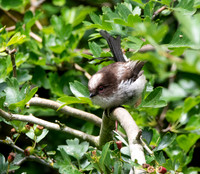 Long tailed tit, juvenile