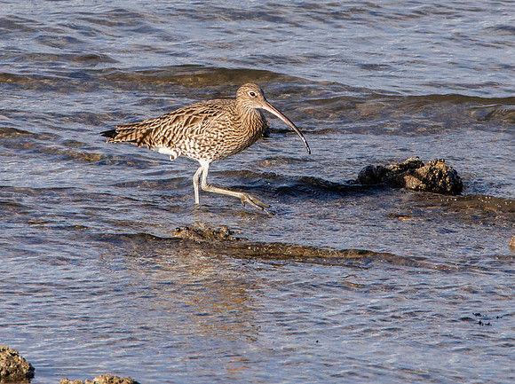 Curlew