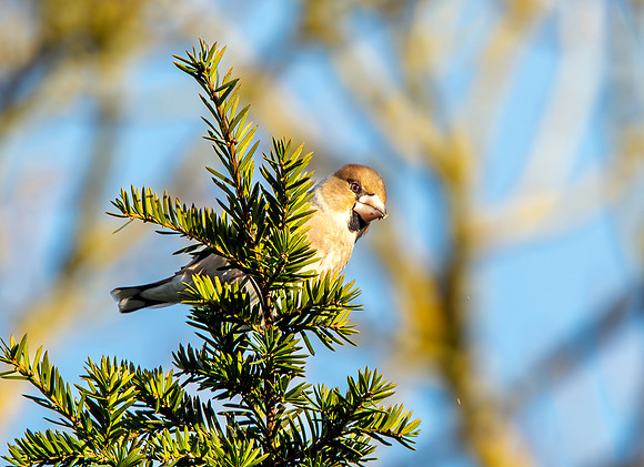 Hawfinch, male