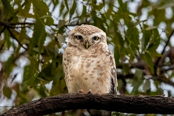 Spotted owlet