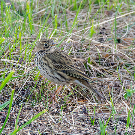 Meadow pipit