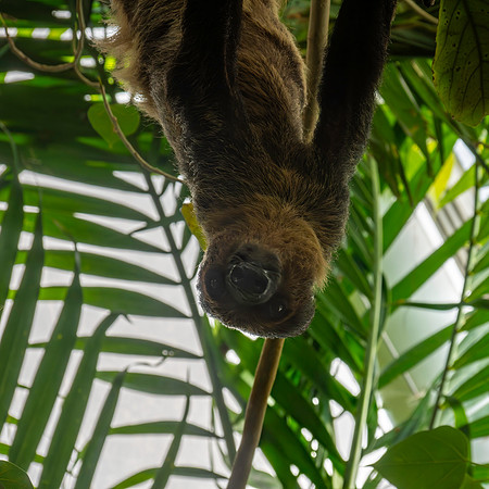 Two toed sloth (Linnaeus)