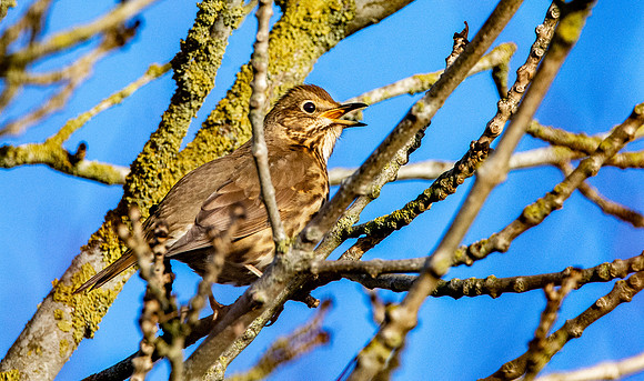Song thrush