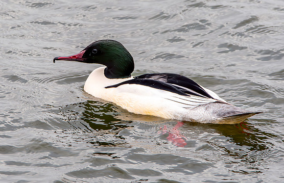 Goosander male