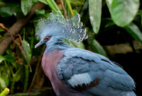 Victoria crowned pigeon
