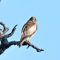 White eyed buzzard